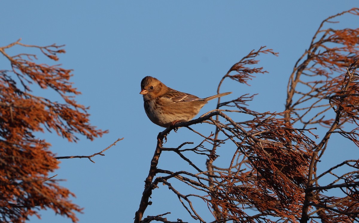 Harris's Sparrow - ML625499158