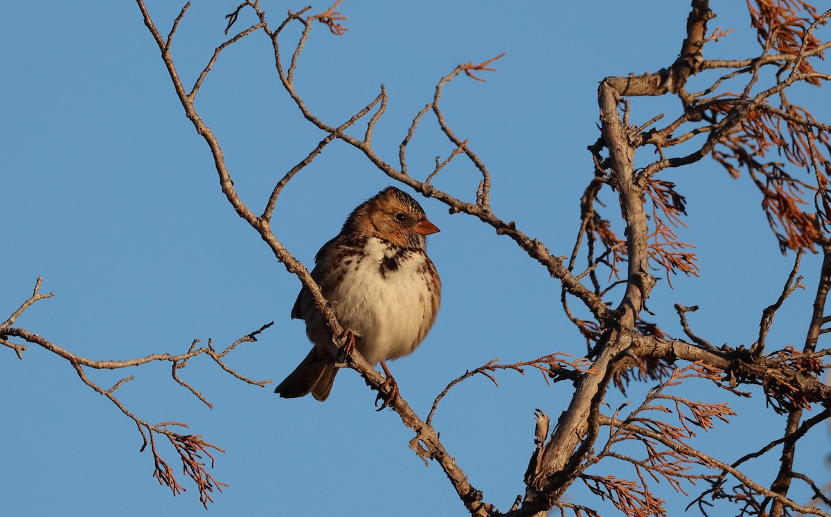 Harris's Sparrow - ML625499159