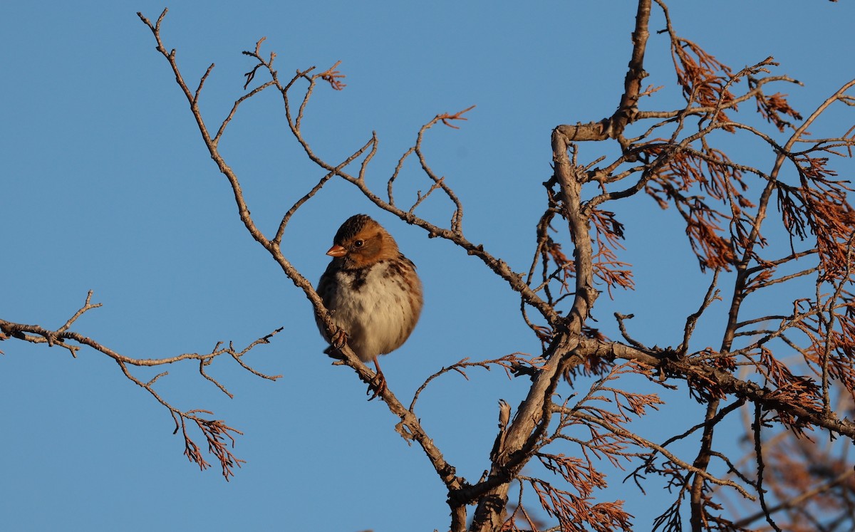 Harris's Sparrow - ML625499160