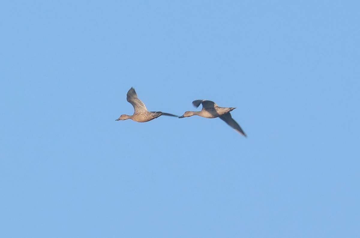 Canard pilet - ML625499241