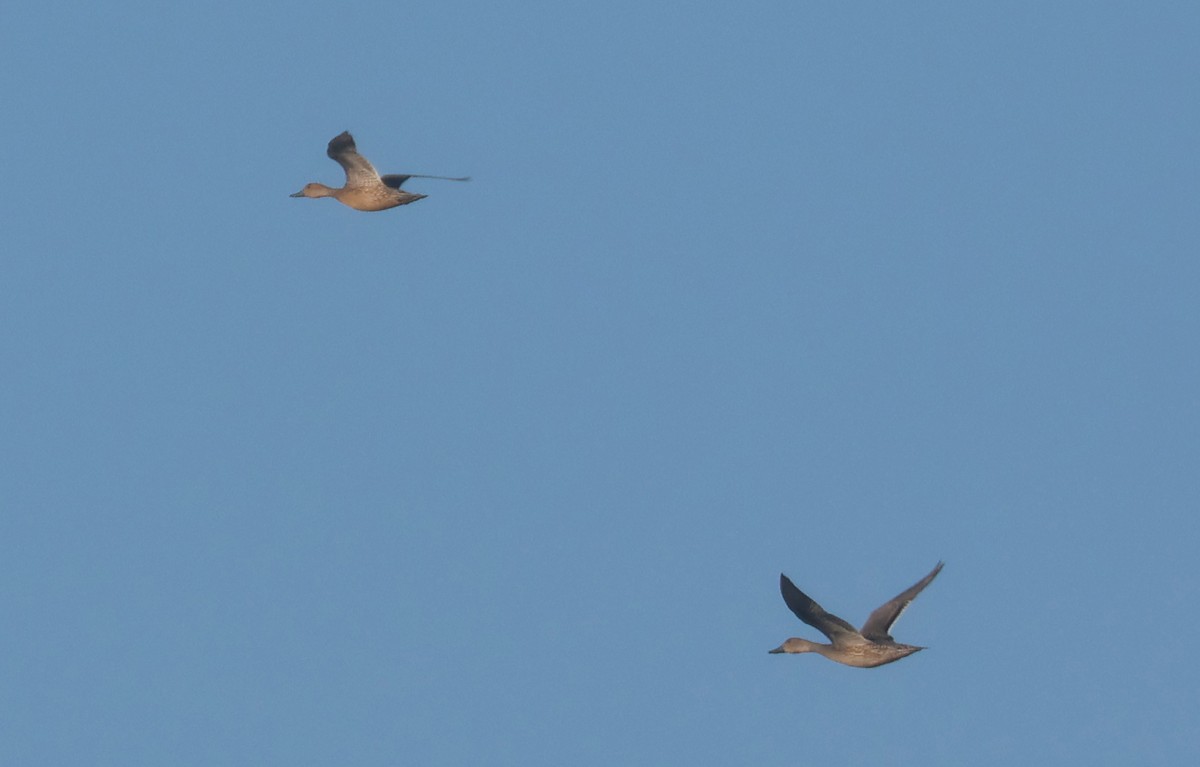 Canard pilet - ML625499242