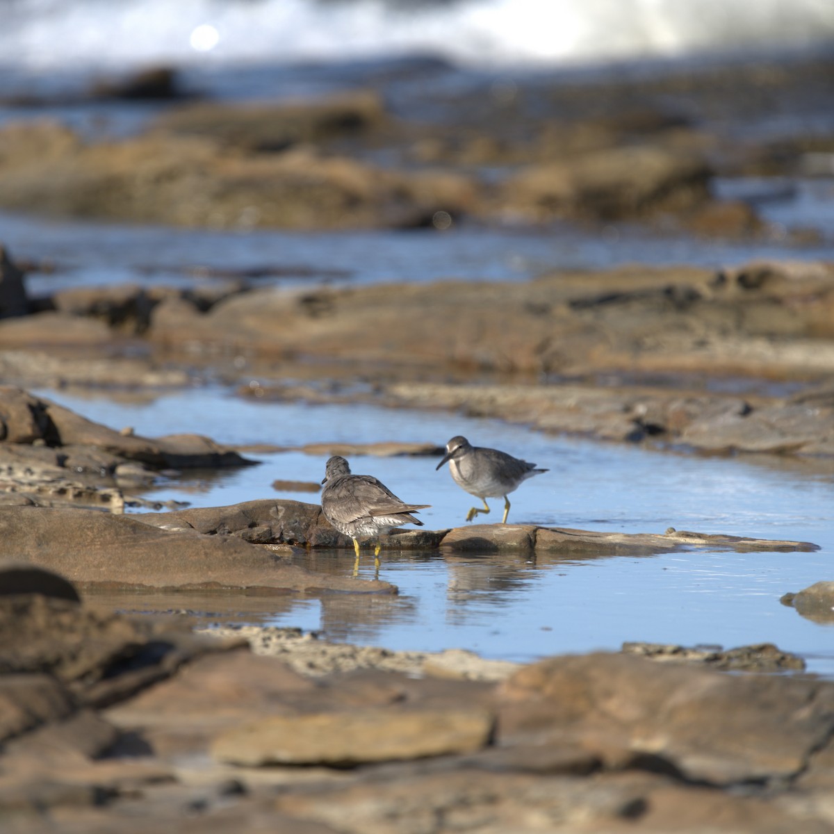 Gray-tailed Tattler - May Britton