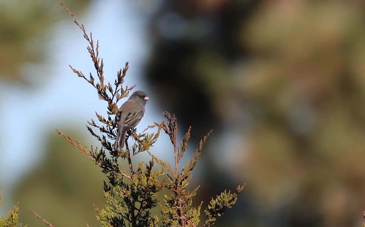 Dark-eyed Junco (Slate-colored) - ML625499355