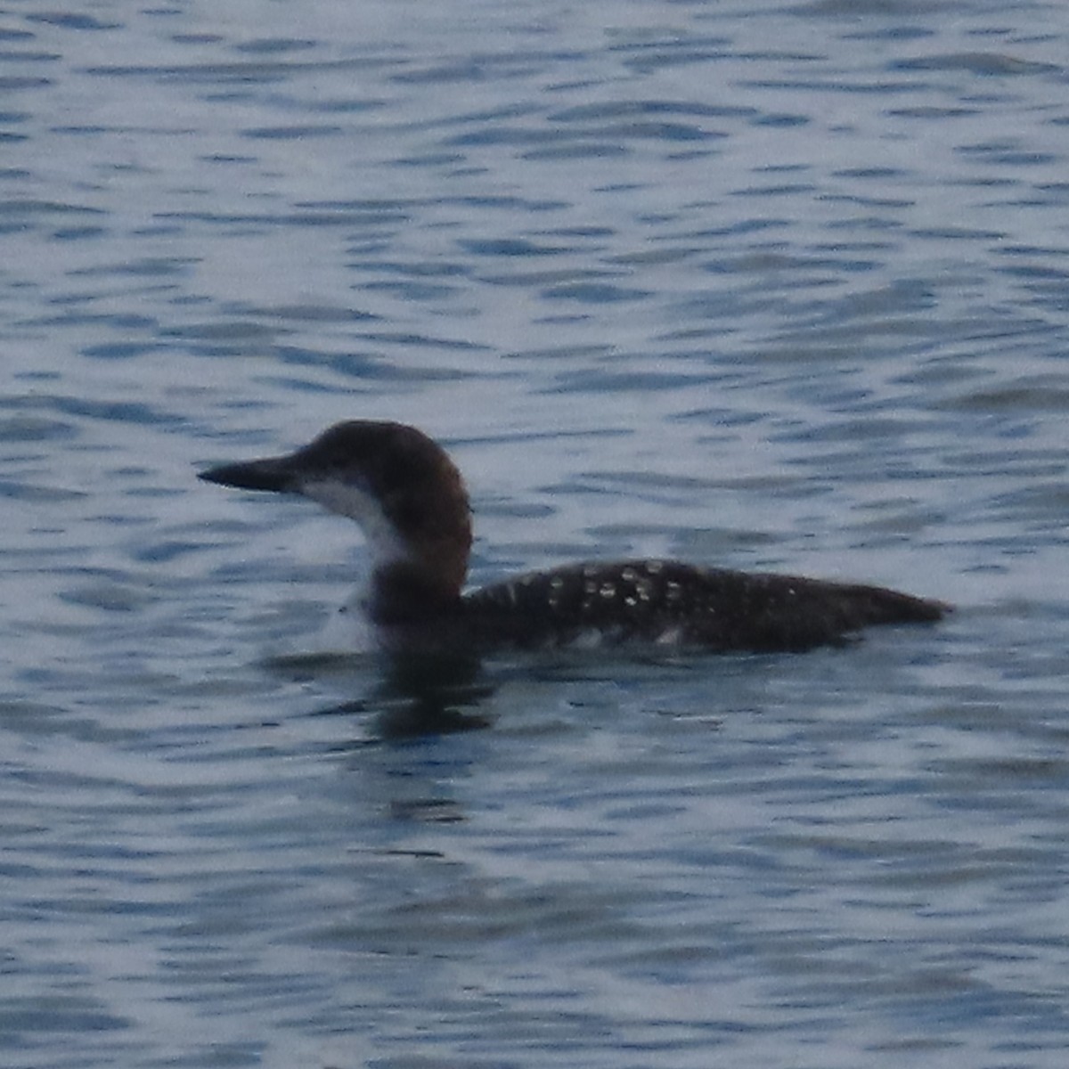 Common Loon - ML625499375