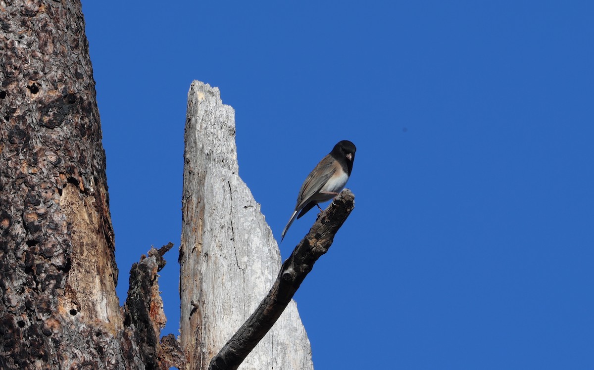 Dark-eyed Junco (Oregon) - ML625499405