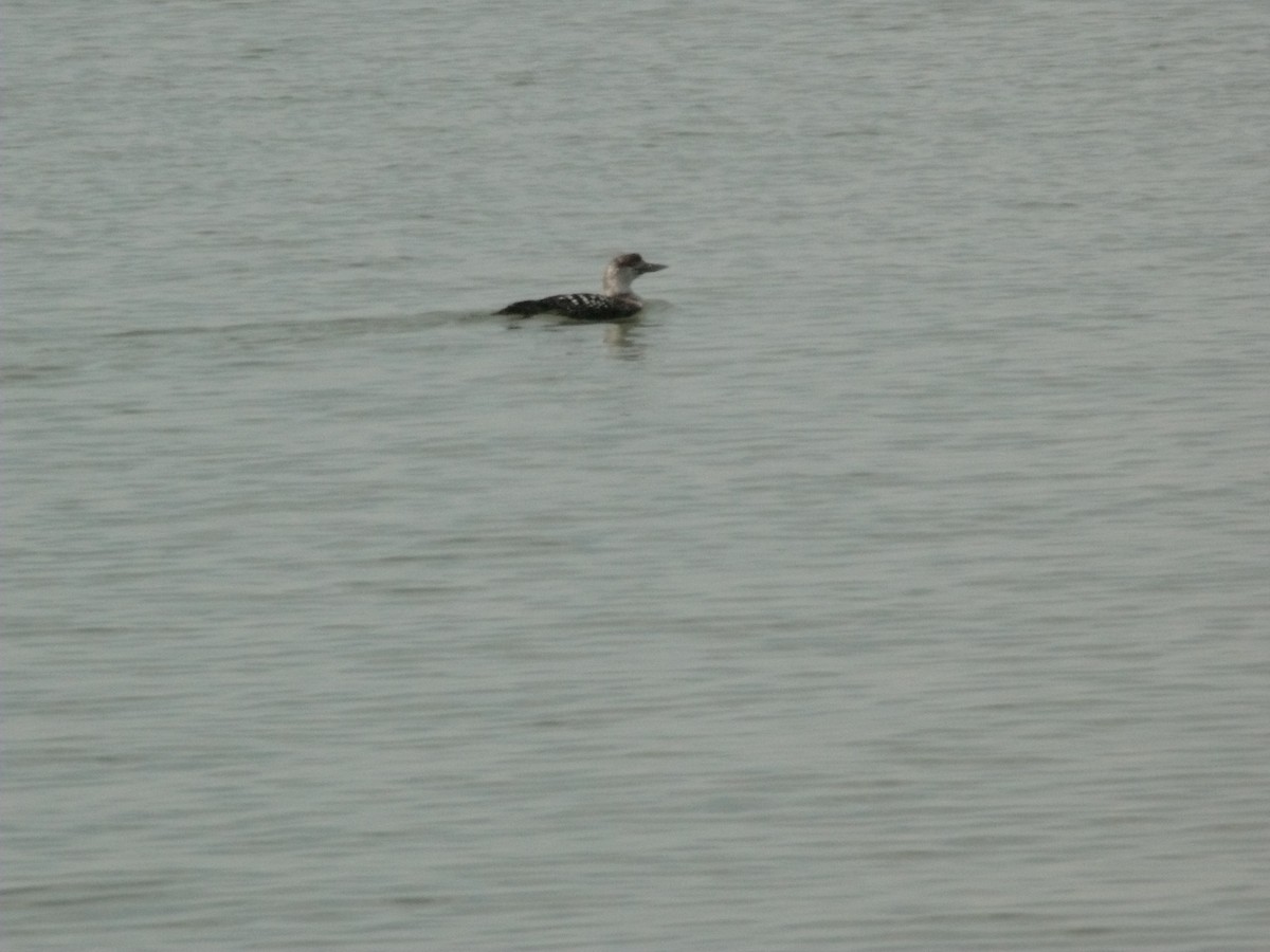Common Loon - ML625499626