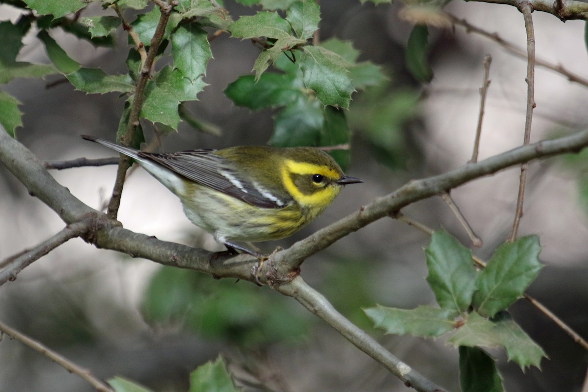 Townsend's Warbler - ML625499693