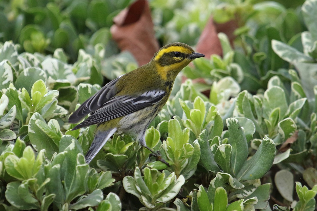 Townsend's Warbler - ML625499705