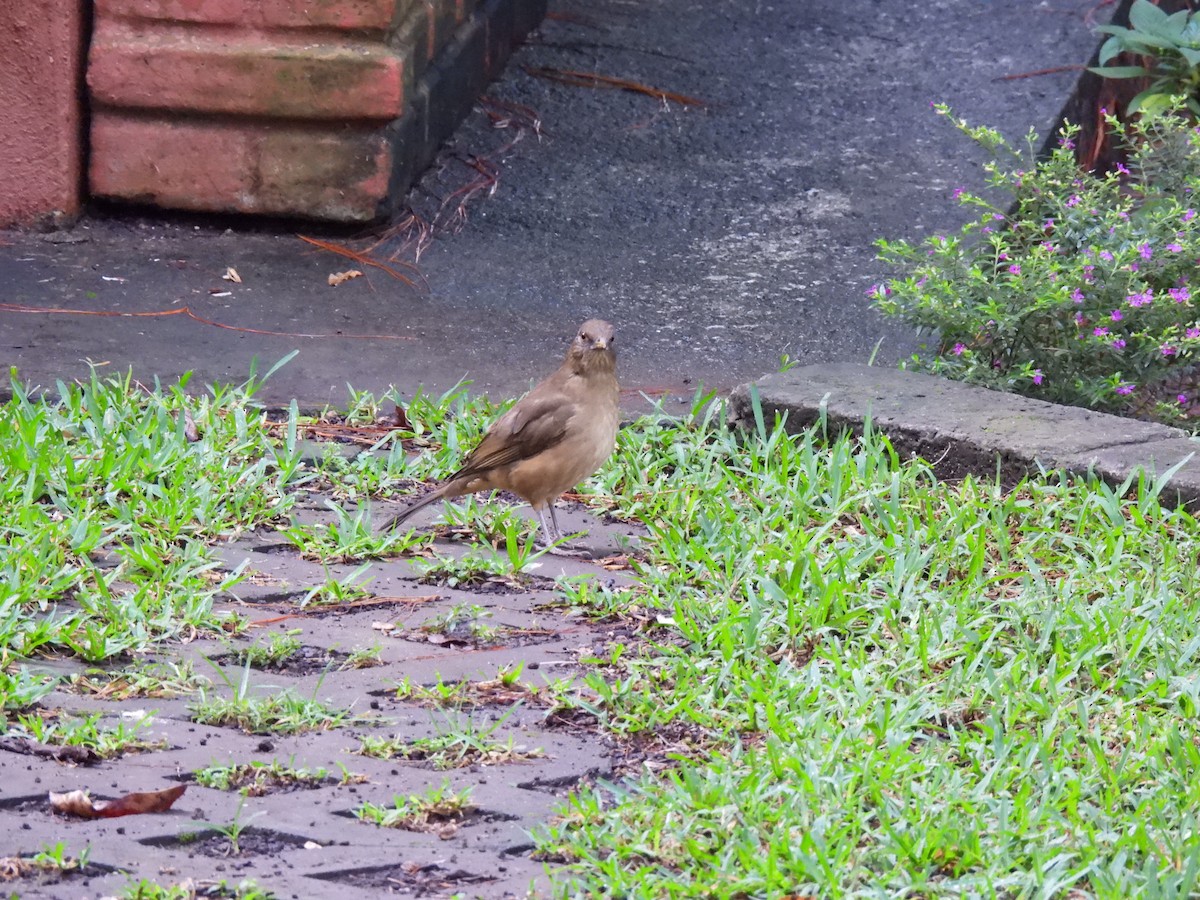 Clay-colored Thrush - ML625499806