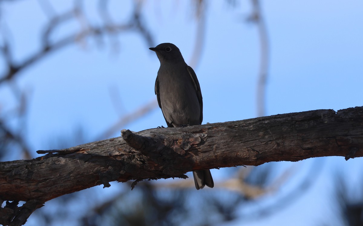 Townsend's Solitaire - Cody McGregor