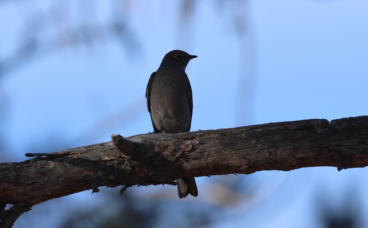 Townsend's Solitaire - ML625499921