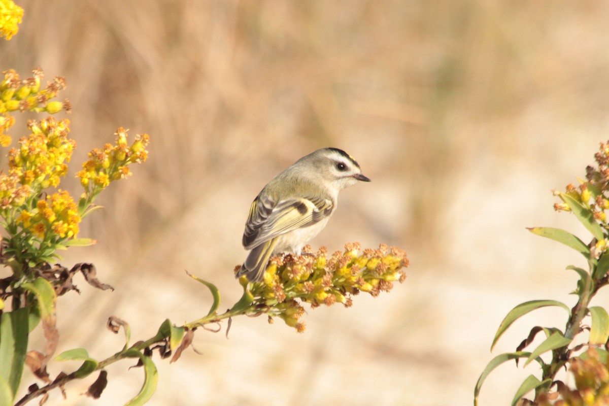 Golden-crowned Kinglet - ML625499943