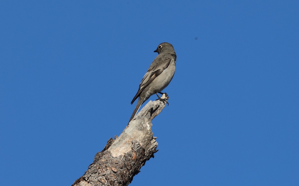 Townsend's Solitaire - ML625499974