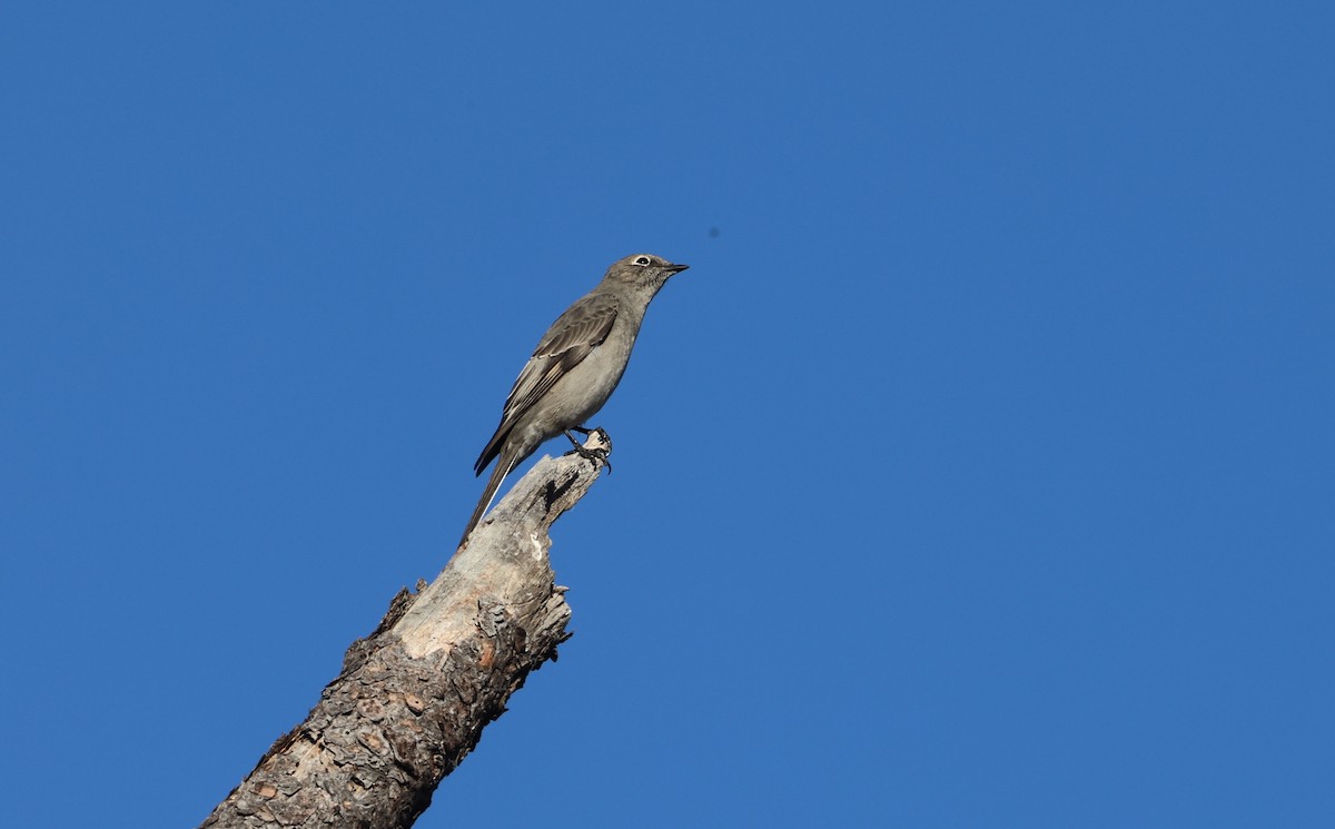 Townsend's Solitaire - ML625500005