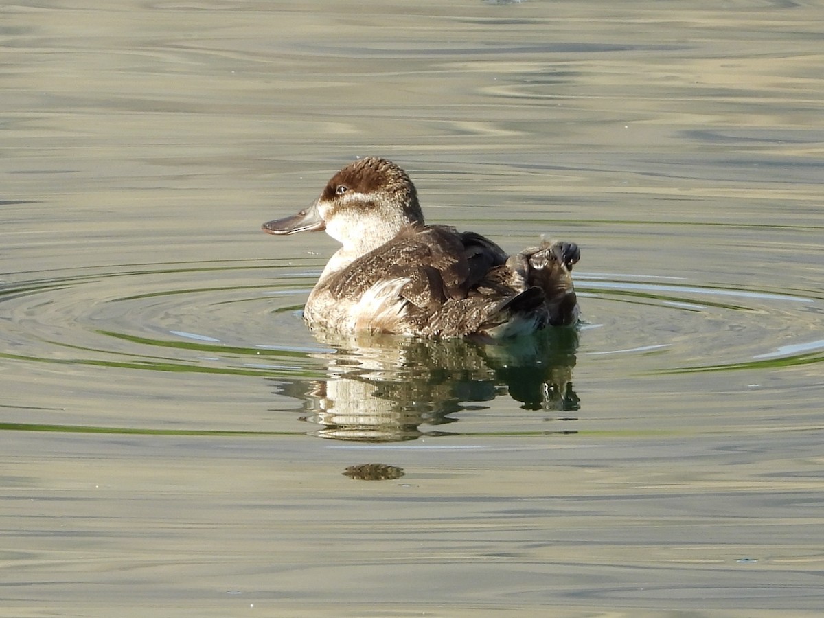 Ruddy Duck - ML625500012