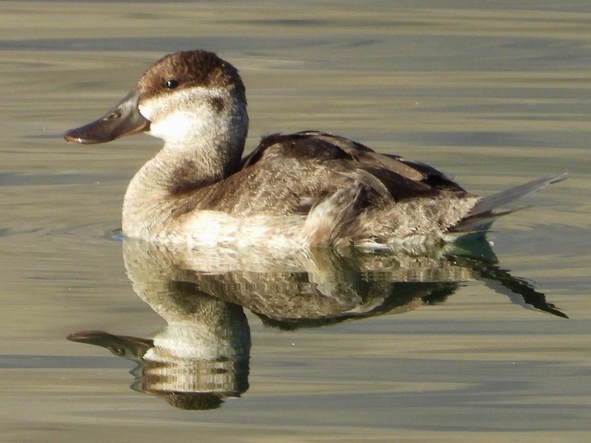 Ruddy Duck - ML625500032