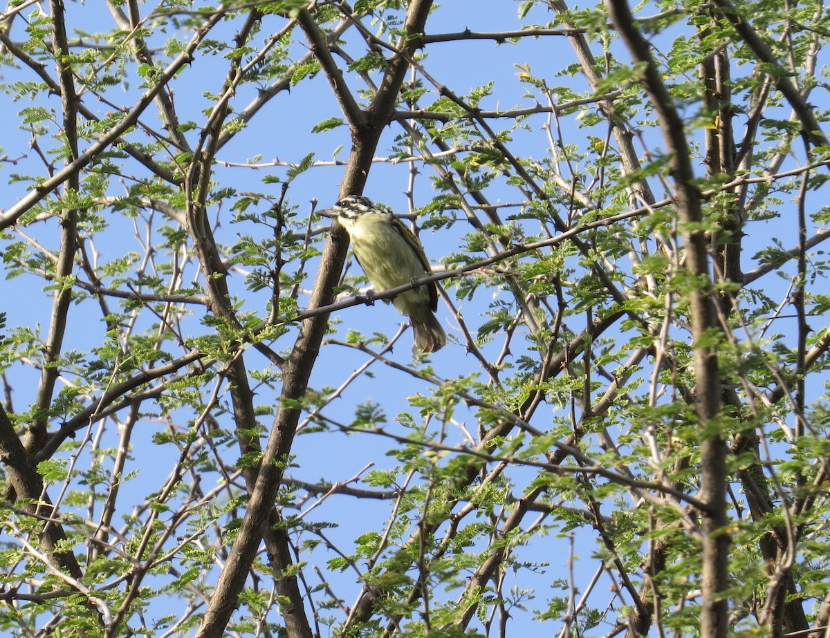 Northern Red-fronted Tinkerbird - ML625500353