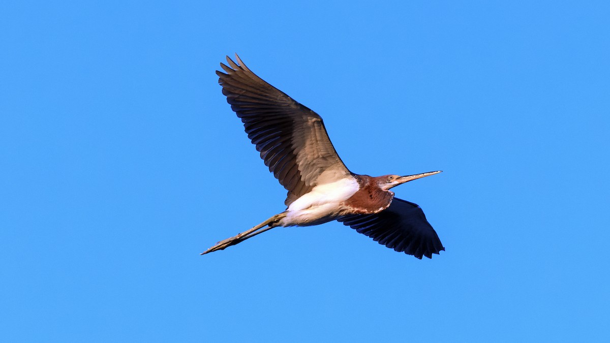 Tricolored Heron - ML625500410