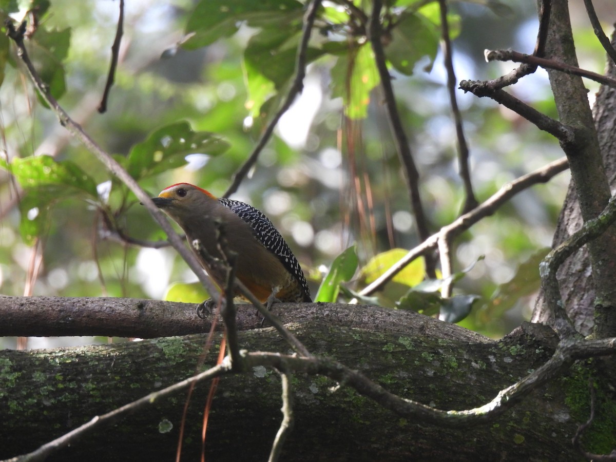 Golden-fronted Woodpecker - ML625500424