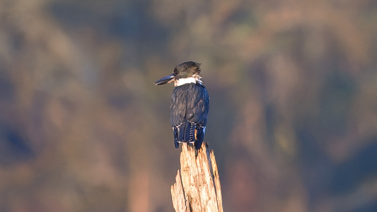 Belted Kingfisher - ML625500427