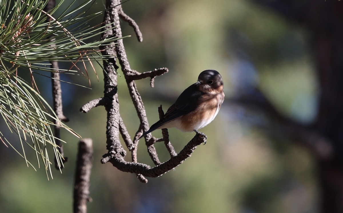 Eastern Bluebird (Eastern) - Cody McGregor