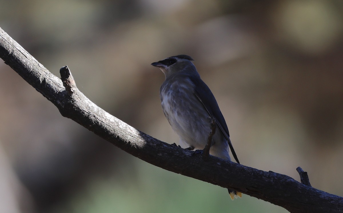 Cedar Waxwing - ML625500719