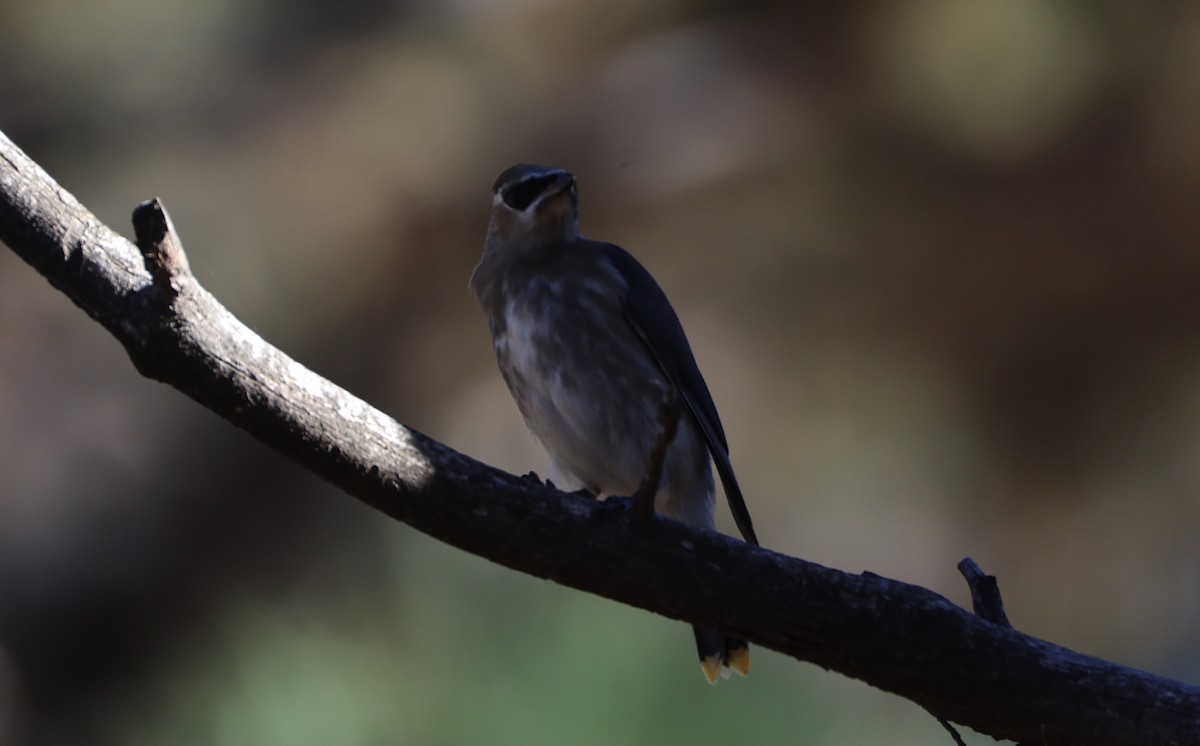 Cedar Waxwing - ML625500760