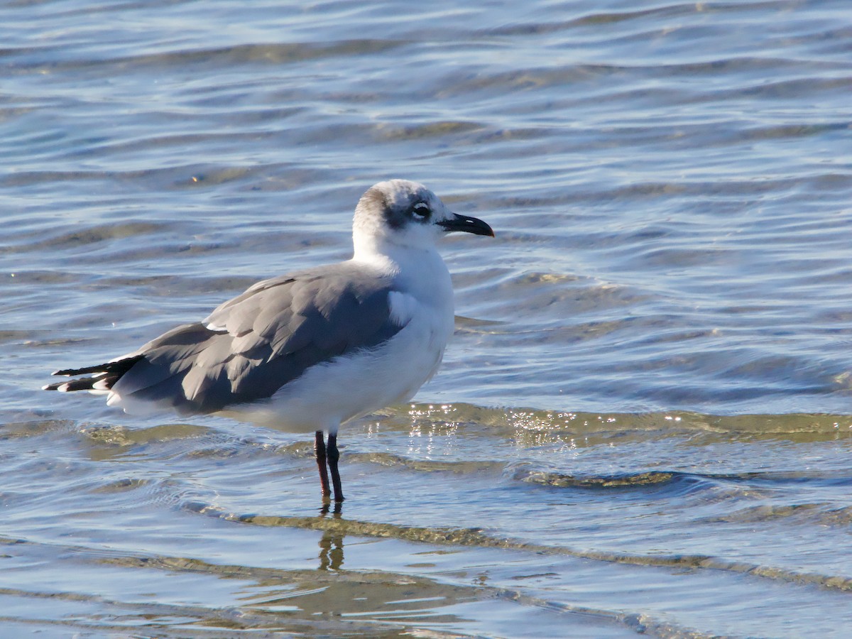 Laughing Gull - John Felton