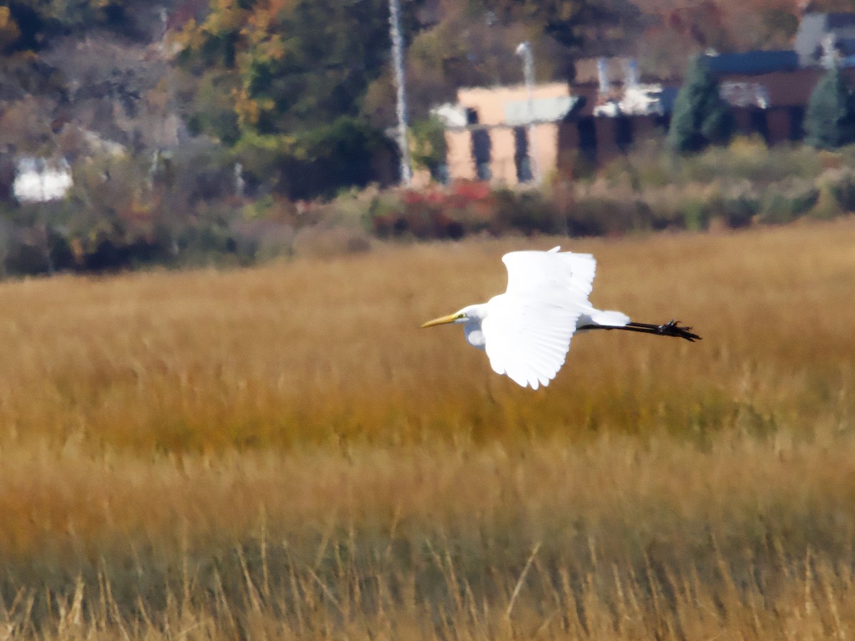 Great Egret - ML625500797