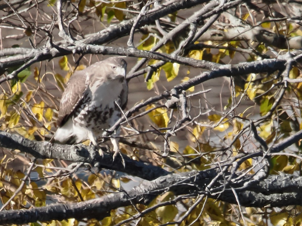 Red-tailed Hawk - John Felton