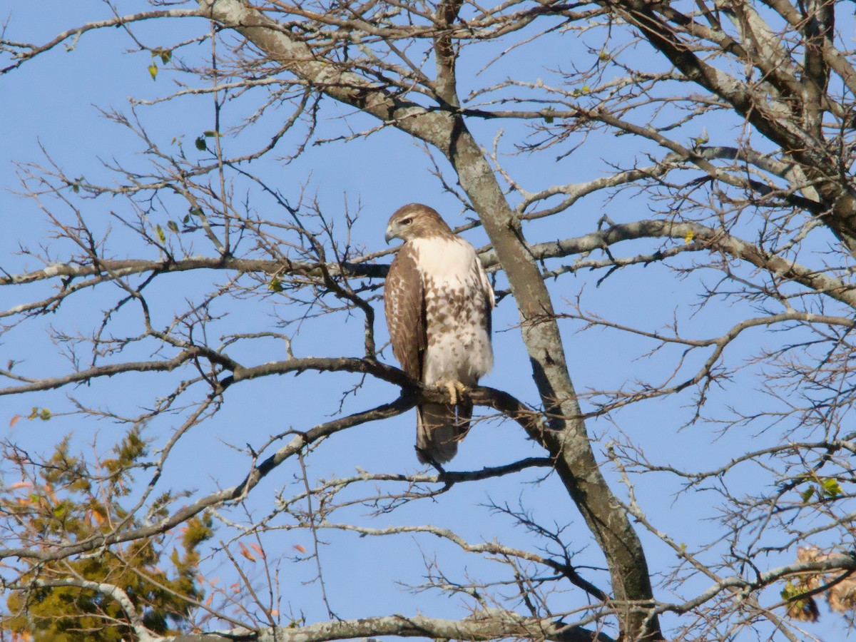 Red-tailed Hawk - ML625500821