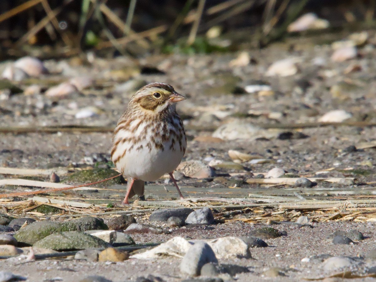 Savannah Sparrow - John Felton