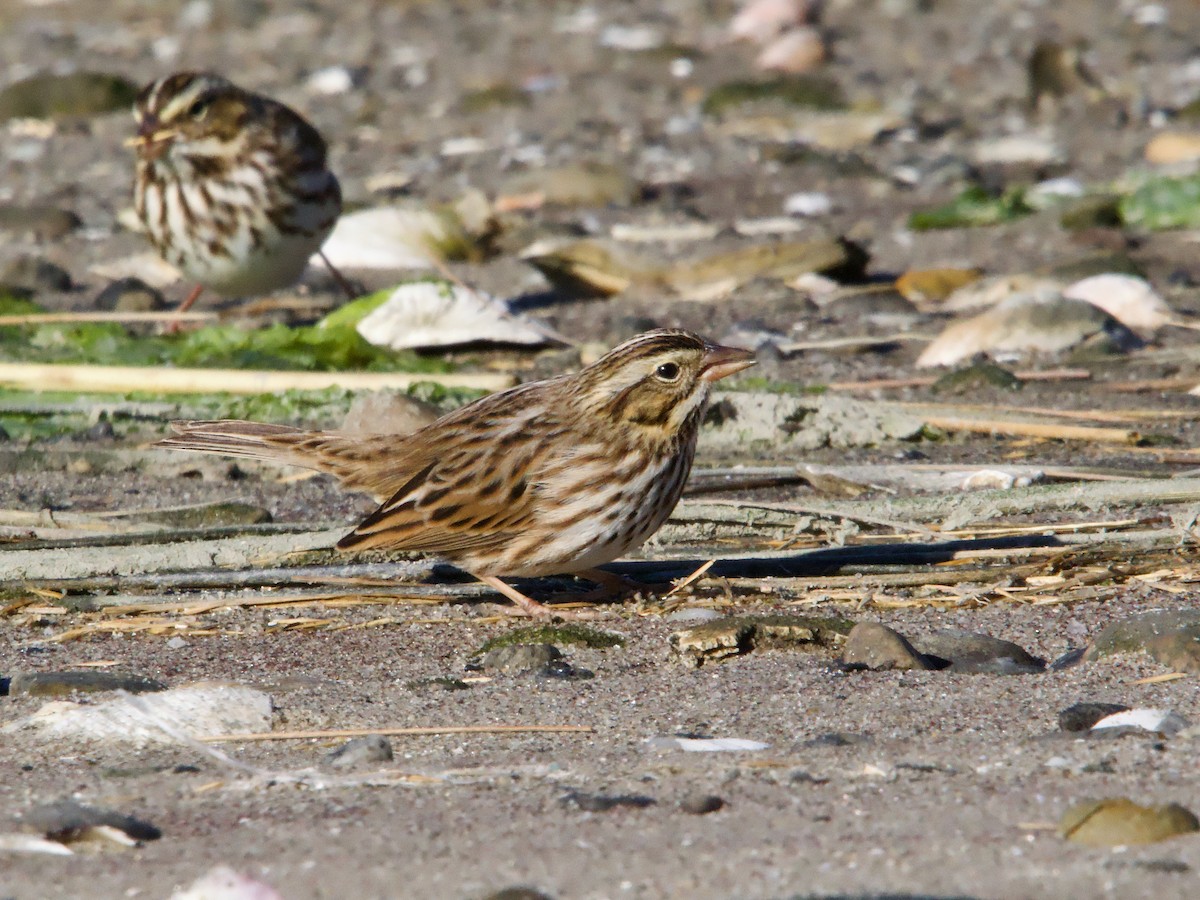 Savannah Sparrow - John Felton