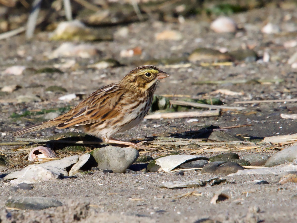 Savannah Sparrow - ML625500854