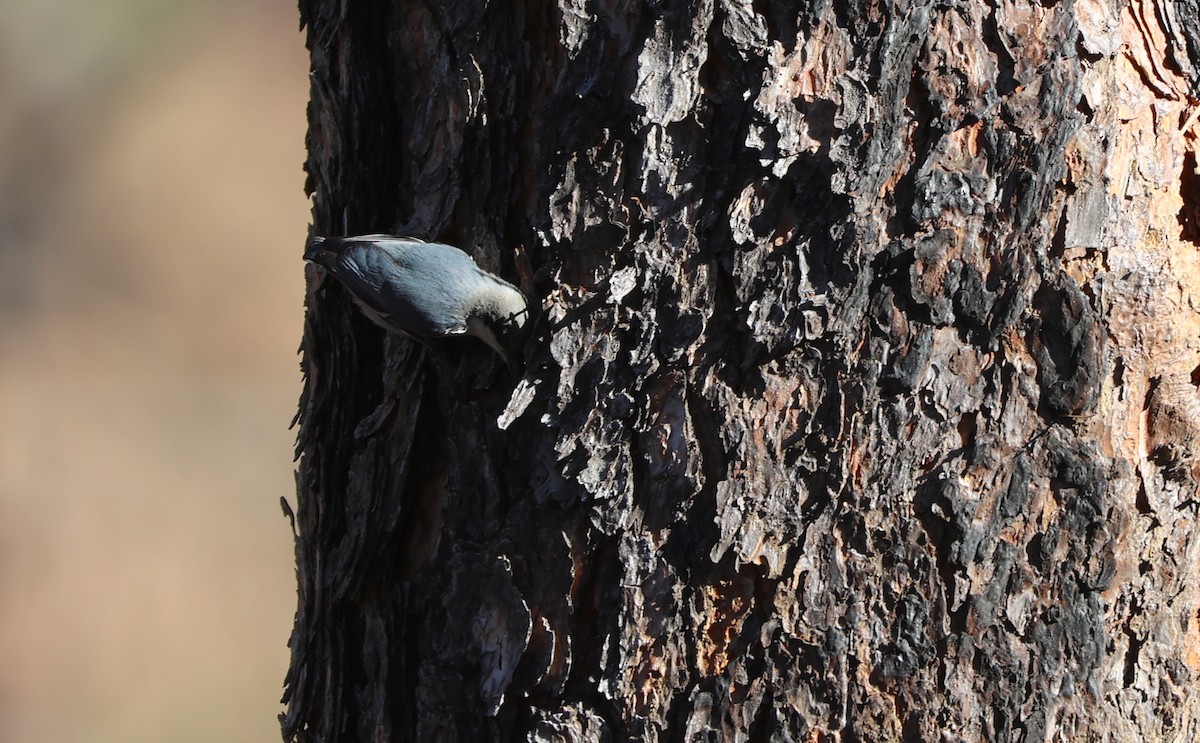 Pygmy Nuthatch - ML625500886