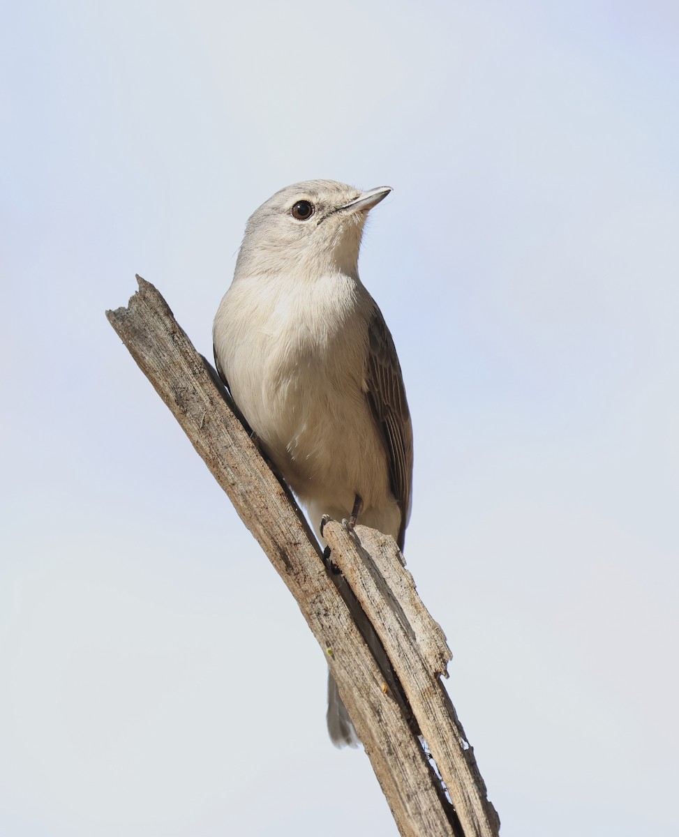 Ashy Flycatcher - ML625500986