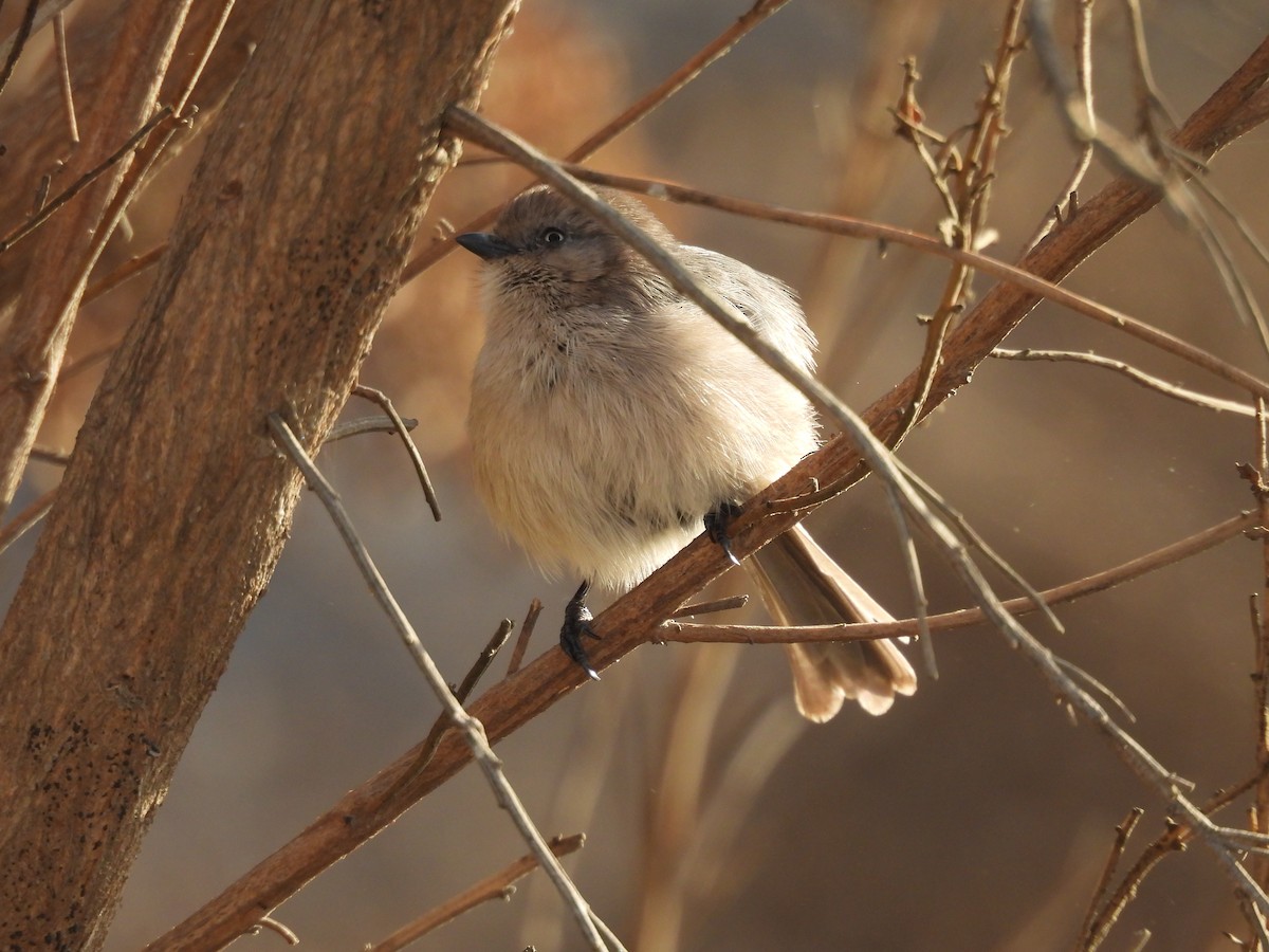 Bushtit - ML625501073