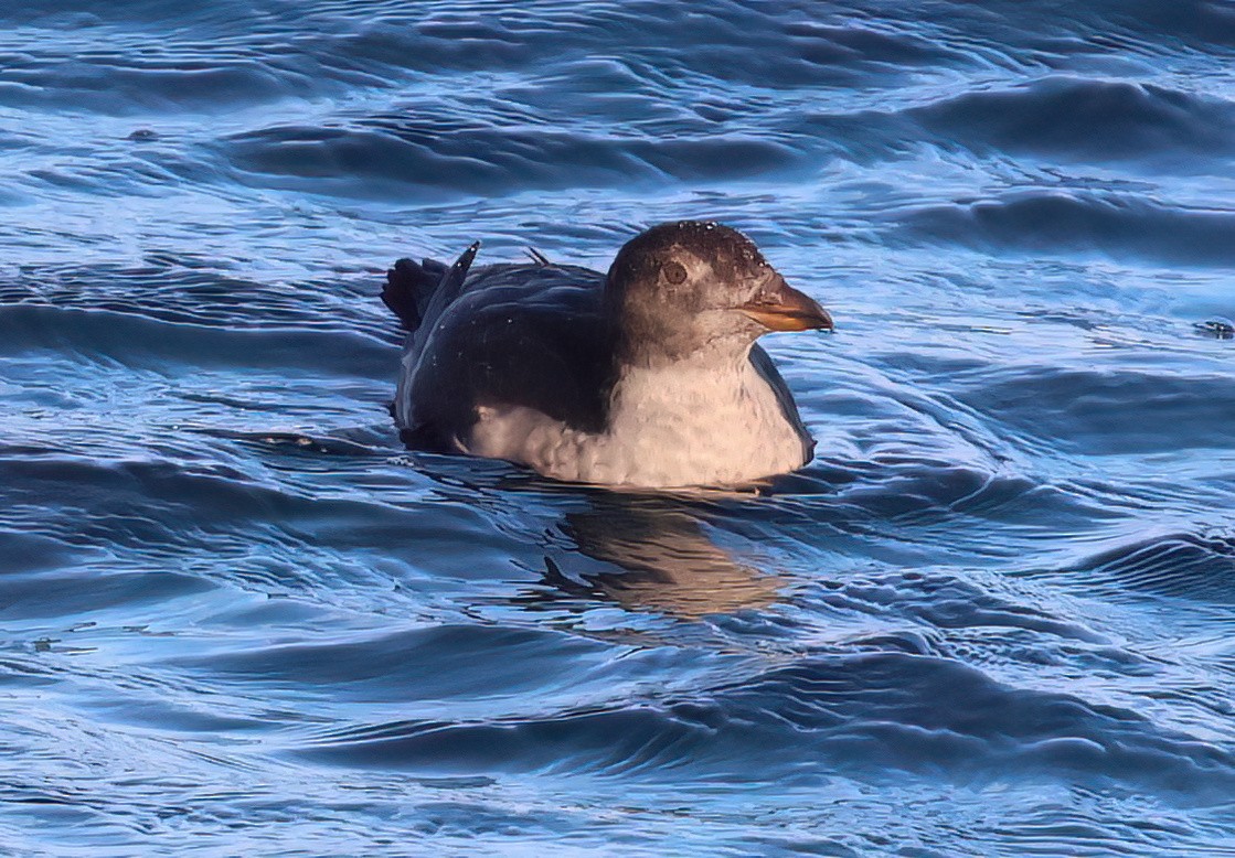 Rhinoceros Auklet - ML625501081