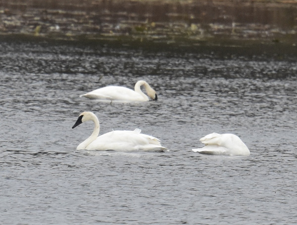 Trumpeter Swan - ML625501091
