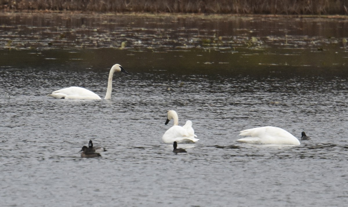 Trumpeter Swan - ML625501099
