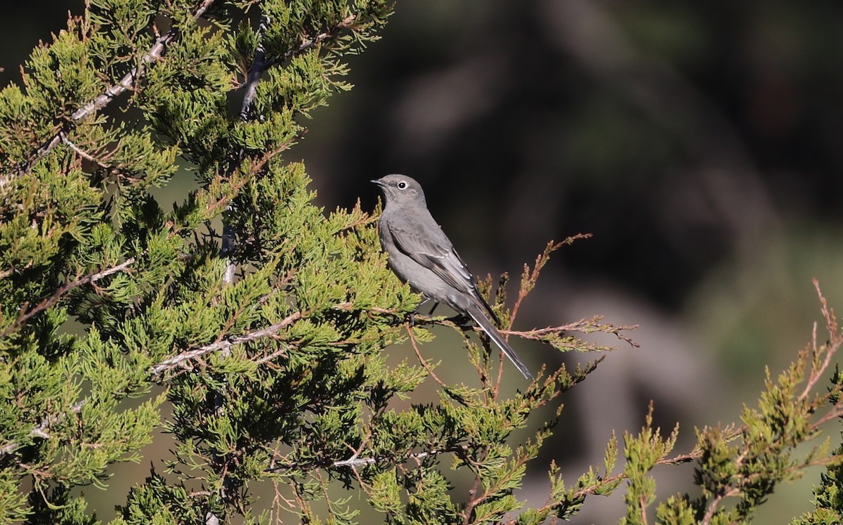 Townsend's Solitaire - ML625501100