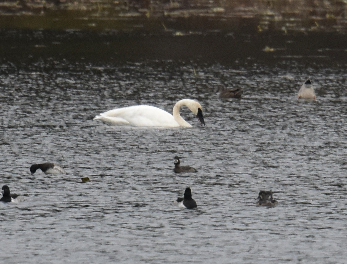 Trumpeter Swan - ML625501107