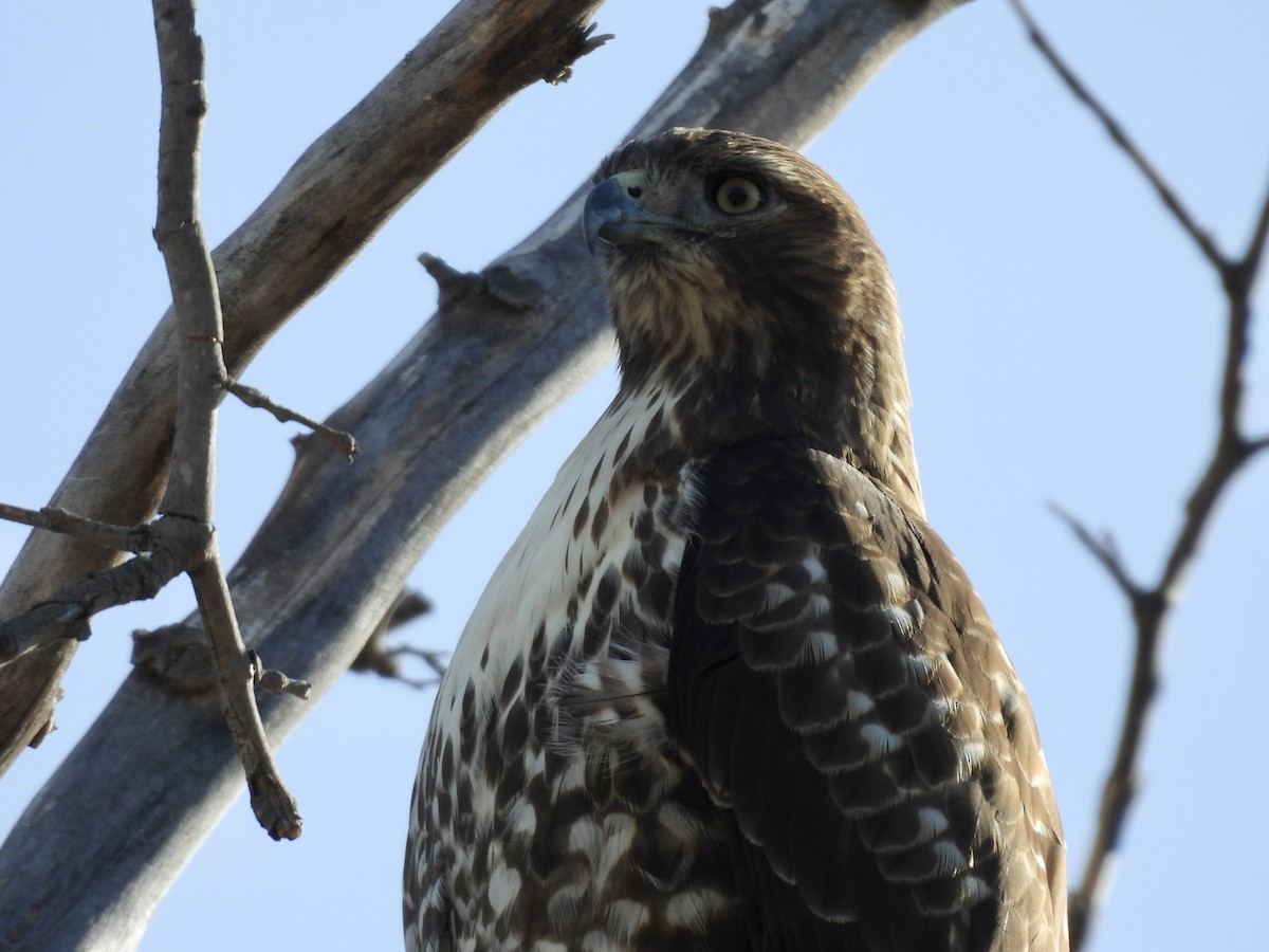 Red-tailed Hawk - ML625501210