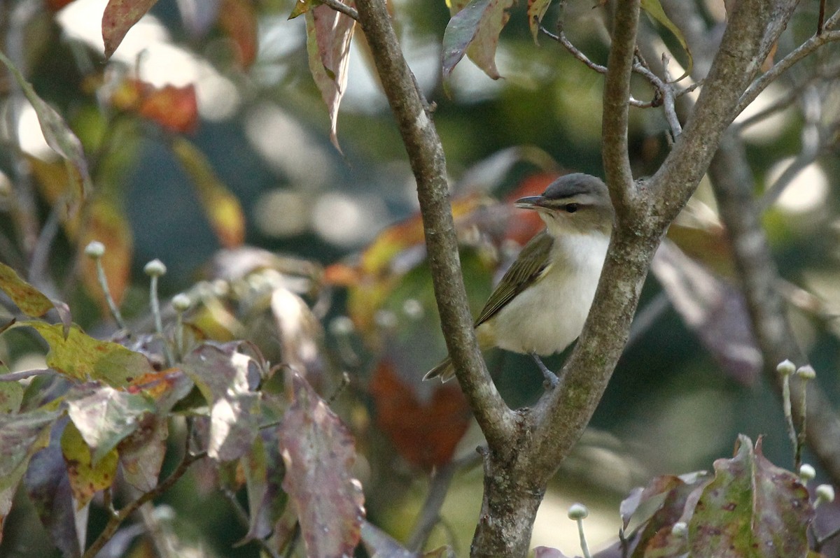 Red-eyed Vireo - Ethan Wells