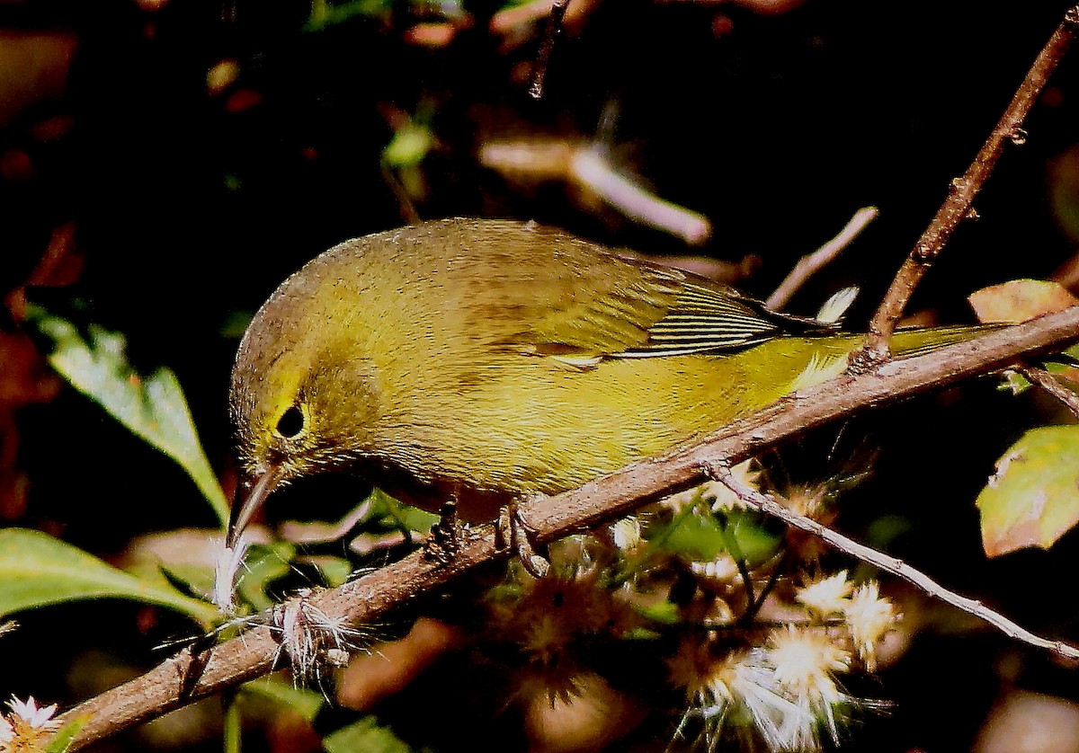 Orange-crowned Warbler - ML625501505
