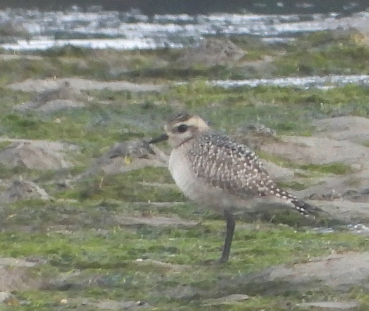 American Golden-Plover - Saúl Román Raso