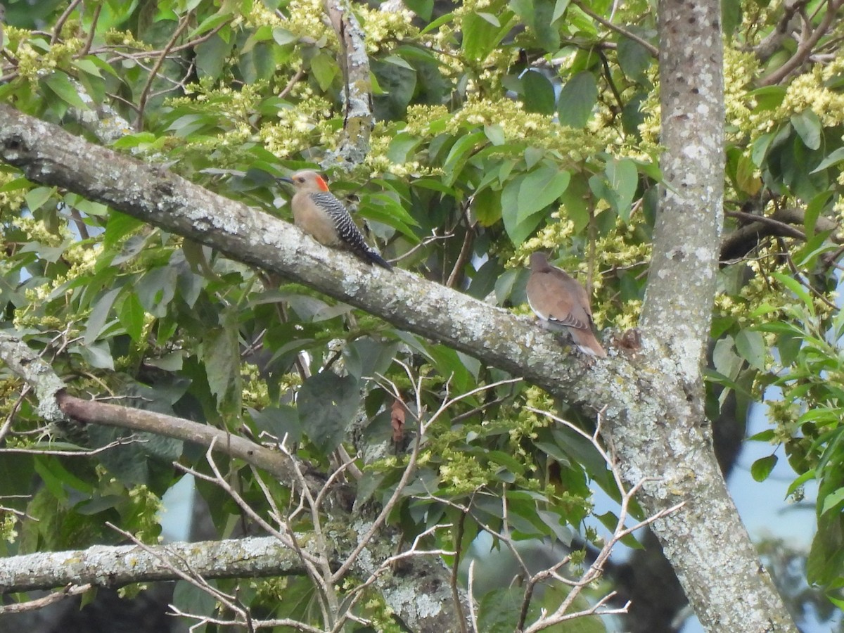 Golden-fronted Woodpecker - ML625501860