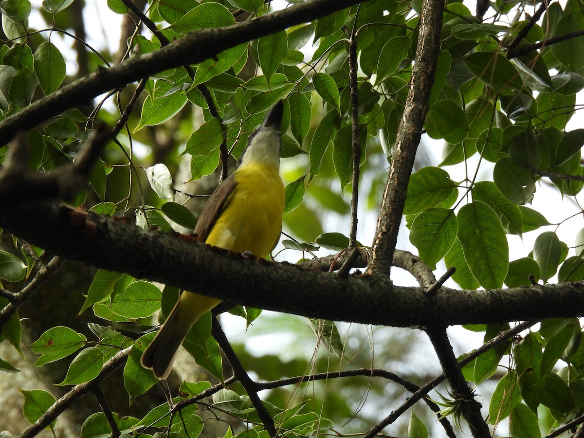 Boat-billed Flycatcher - ML625501875