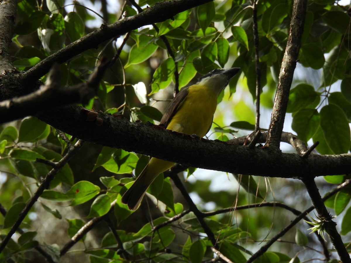 Boat-billed Flycatcher - ML625501889