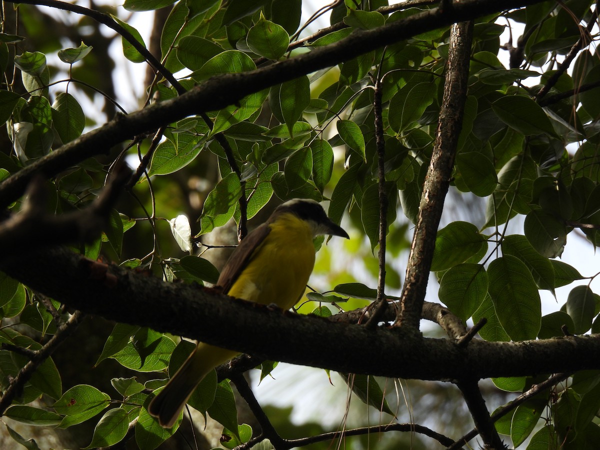 Boat-billed Flycatcher - ML625501890